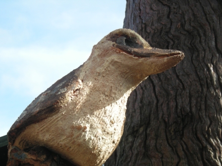 habitat tree kookaburraw